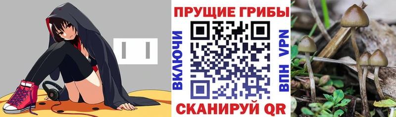 хочу   Великий Новгород  Псилоцибиновые грибы Psilocybine cubensis 